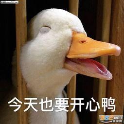 娱乐吃瓜鸭鸭鸭,鸭鸭鸭带你领略娱乐圈风云变幻